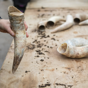 Filling cow horns with cow manure for growing grapes for biodynamic wines