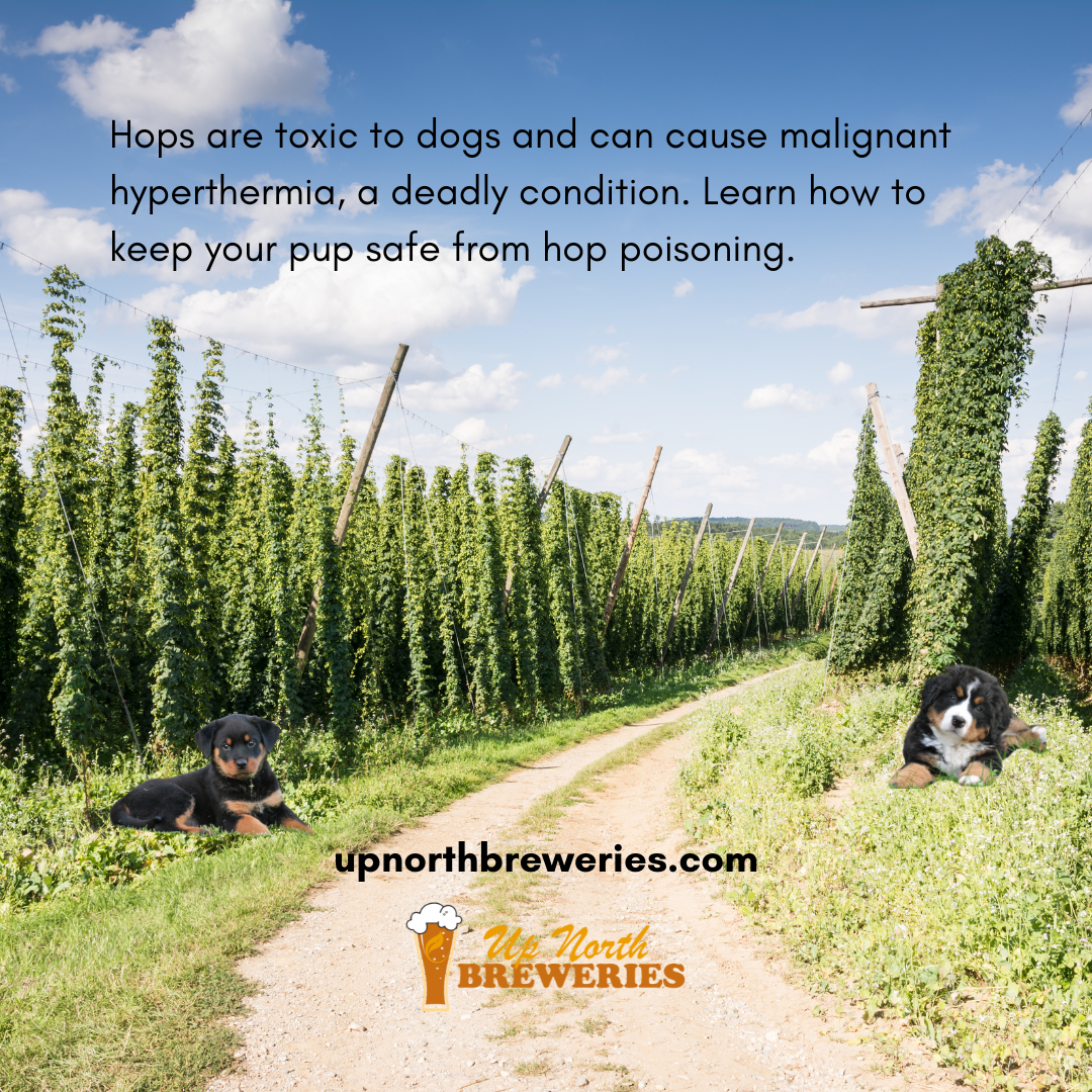 Hops are toxic to dogs