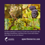 Common Wine Grapes