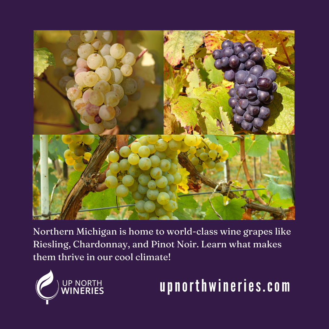 Common Wine Grapes