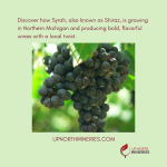 Syrah Grapes