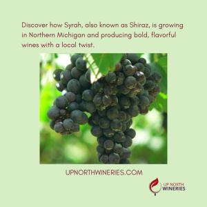 Syrah Grapes