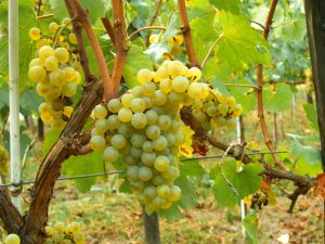 Common Wine Grapes - Chardonnay Grapes