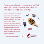 What are Tannins?
